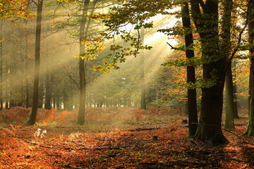 Obraz premium Autumn forest illuminated by the rays of the rising sun.