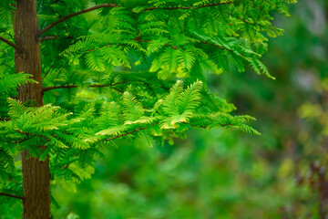 Cypryśnik błotny w intensywnie zielonym kolorze