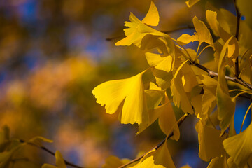 Leaves of ginkgo biloba. Close-up of Ginkgo biloba leaves back lit.