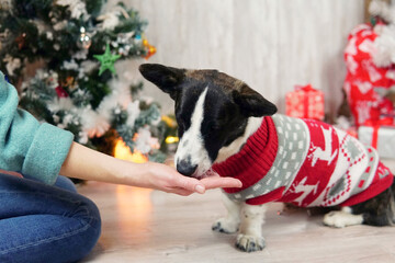 Feeding Dog Corgi with Christmas costume