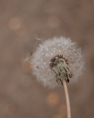 Close up on dandelion seeds