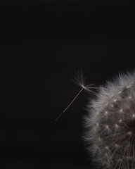 Close up on dandelion seed