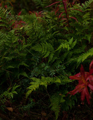 Green fern growing in the garden