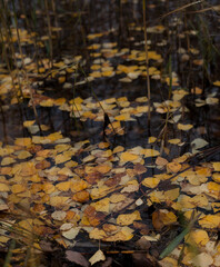 Colorful leaved in the water