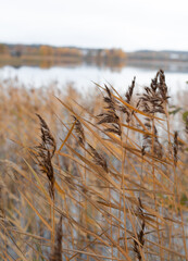 Naklejka premium Yellow grass growing in the water
