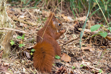 Eichh&ouml;rnchen