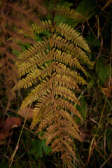 Closeup on fern leaf in the fall