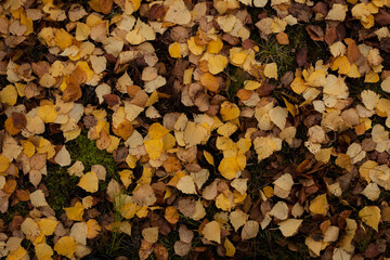 Yellow birch leaf lying on the grass