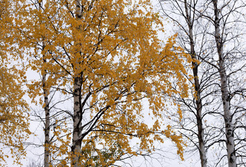 Tree with yellow leafs in the autumn
