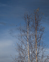 Two birches against the blue sky