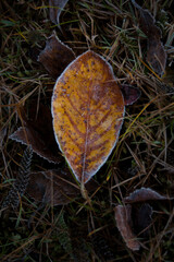 Frost on yellow leafs lying on the grass