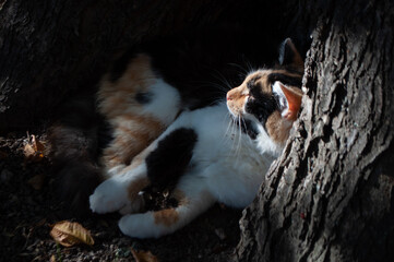 tricolor cat basking in the sun and sleeping under a tree
