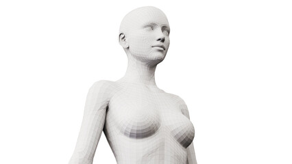 3d rendered illustration of the female upper body