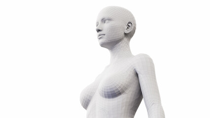 3d rendered illustration of the female upper body