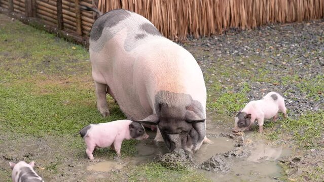 Pig and baby pig at farm