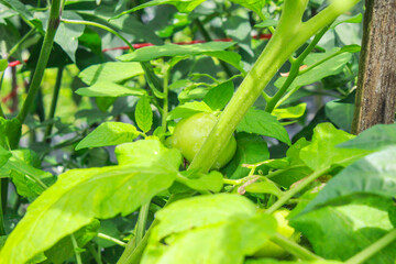 Obraz premium Green Tomatoes with Raindrops in the Garden