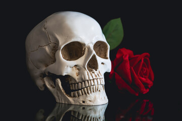 Human skull and flowers. Day of the dead, Dia de los muertos character.