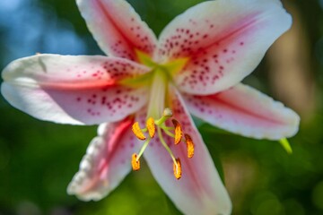 Closeup of the stamen of a Stargazer lily flower at the Powell Botanical Gardens in Kansas, USA