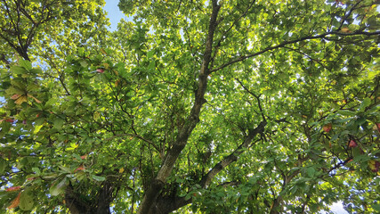 Landscape the big tree with nature background