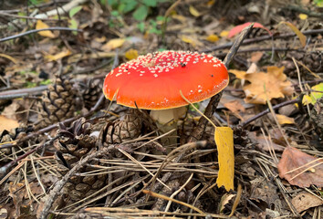 Red mushroom in the forest
