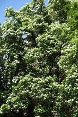 Crown of blossoming catalpa tree in mid June