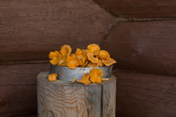 Fresh mushrooms cantharellus on stumps.