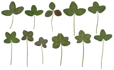 Clover (green) - High resolution isolated PNG