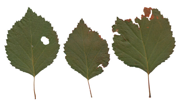 Birch Leaves - High resolution isolated PNG
