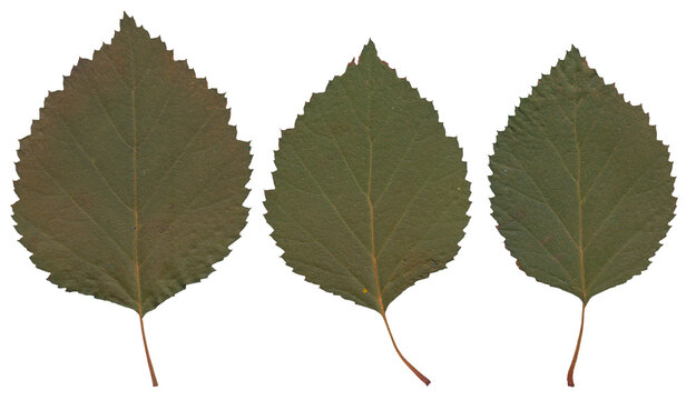 Birch Leaves - High resolution isolated PNG
