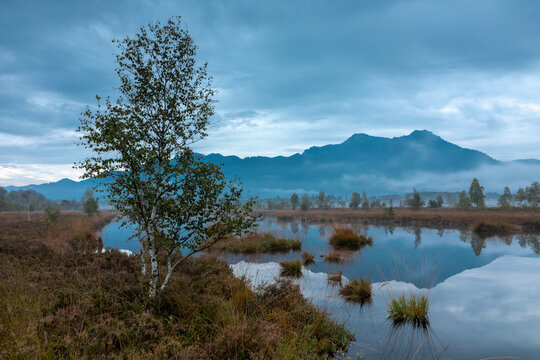 Birke im Morgenlicht in Kendlm&uuml;hlfilzen, Hochmoor bei Grassau, Bayern
