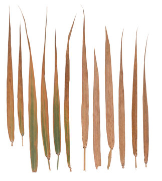 Corn (leaves) - High resolution isolated PNG