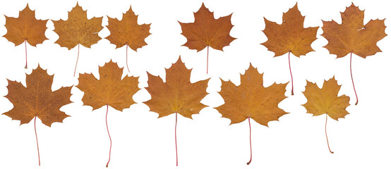 Maple leaves (Brown, autumn) - High resolution isolated PNG