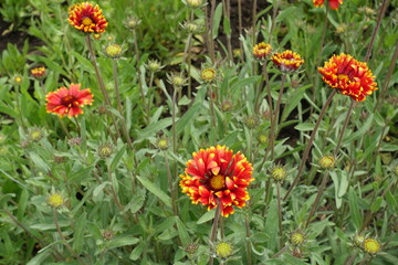 Buds and red and yellow double blanket flowers in May