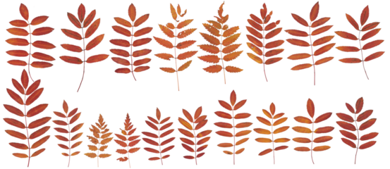 Rowan leaves (Brown, autumn) - High resolution isolated PNG