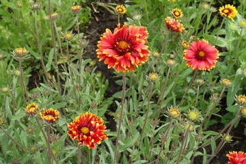 Closed buds and red and yellow double blanket flowers in May