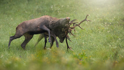 Two red deer, cervus elaphus, stag stuck in duel with antlers clenching each other in a territorial...