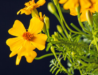 Obraz premium Bright yellow marigold flower close-up on a dark background