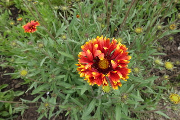 Closeup of red and yellow double blanket flower in May