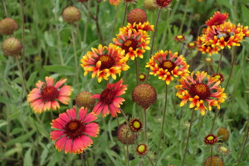 Multiple red and yellow blanket flower in mid June