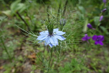 One light blue flower of Nigella damascena in June