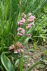 Pastel pink flowers of Penstemon in June