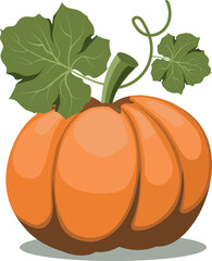 Pumpkin on a white background.Vector illustration.