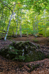 beech forest in the beech forest of la tejera negra, autumn colours