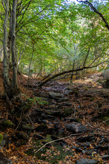 beech forest in the beech forest of la tejera negra, autumn colours