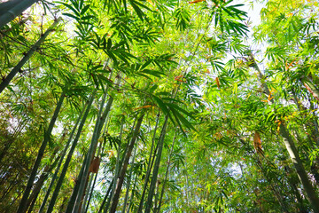 Bamboo branch in bamboo forest,Japanese garden.