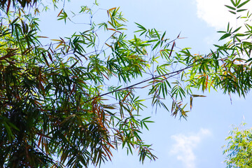 Bamboo branch in bamboo forest,Japanese garden.