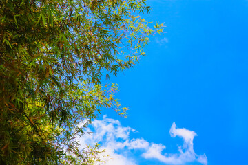 Bamboo branch in bamboo forest,Japanese garden.