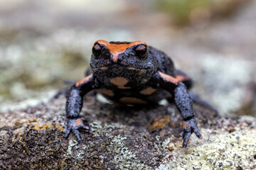 Close uo of Australian Red-crowned Toadlet