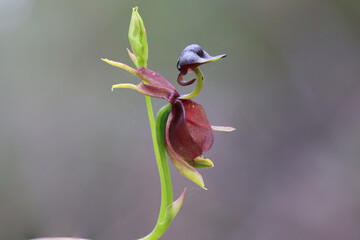 Close up of Flying Duck Orchid
