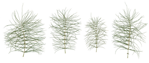 Horsetail - High resolution isolated PNG
